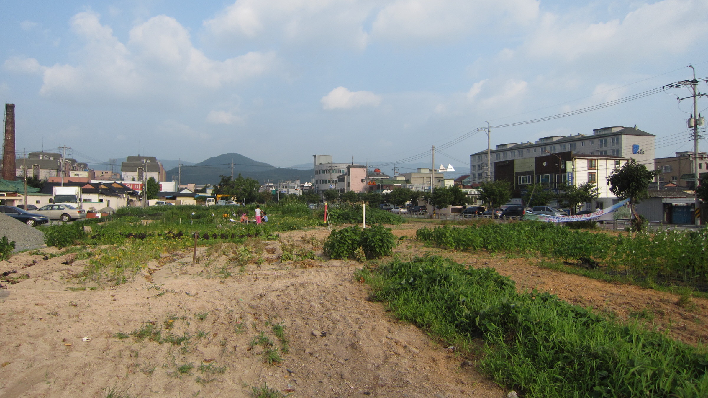 메밀꽃 꽃단지 조성으로 볼거리 제공