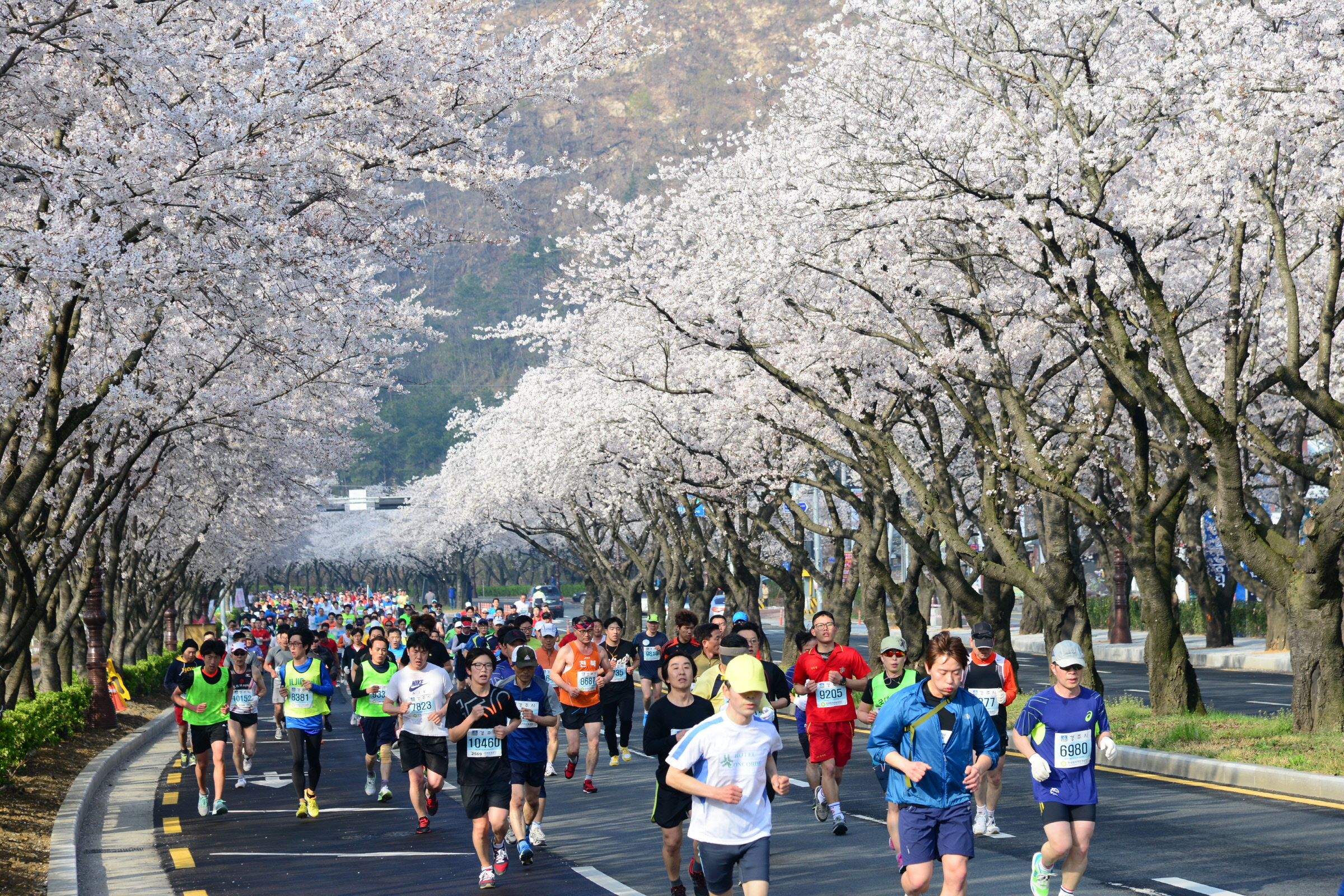경주 벚꽃 마라톤 대회, 국제적인 마스터스 대회로 거듭나다