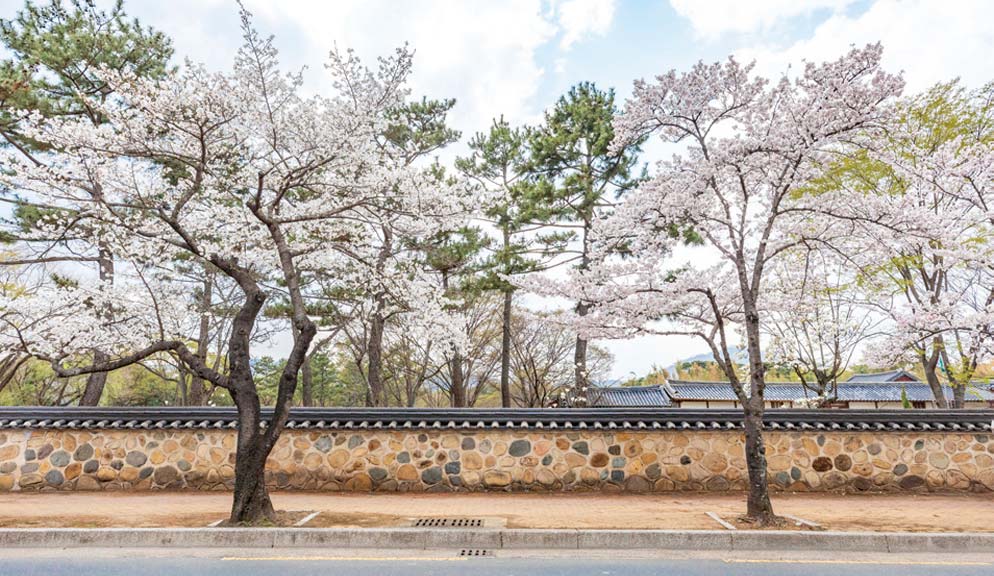 오릉 돌담길 오릉 돌담길