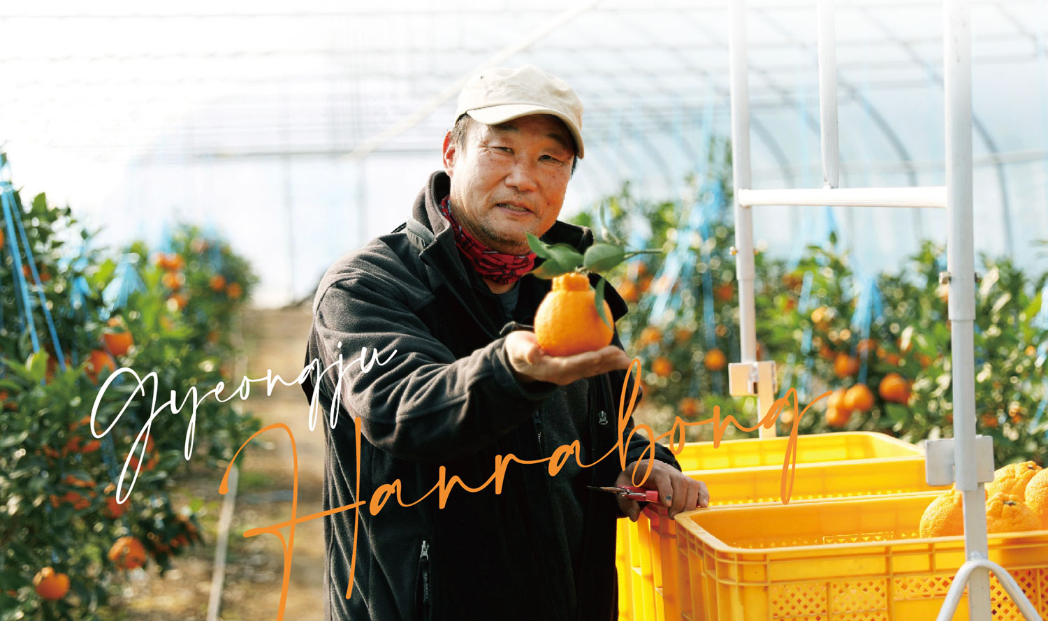 경주 한라봉 작목반 이호 회장 경주 한라봉 작목반 이호 회장