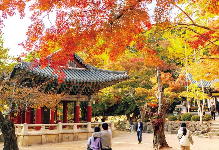 찬란한 단심, 불국사 적단풍 찬란한 단심, 불국사 적단풍