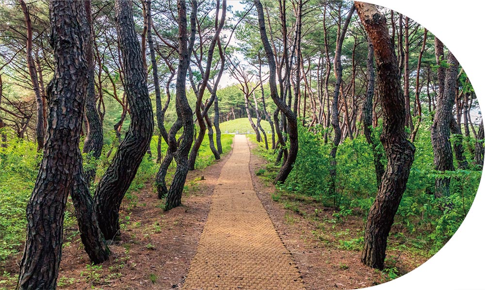 경주 경덕왕릉 가는 길 경주 경덕왕릉 가는 길