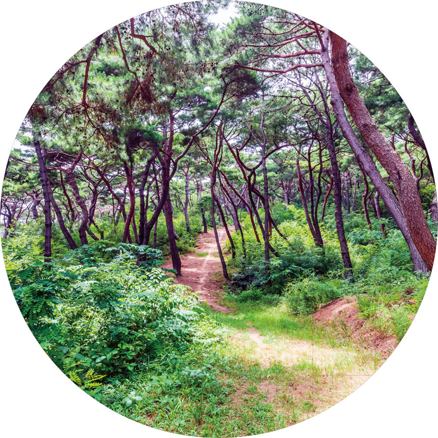 경주 흥덕왕릉 가는 길